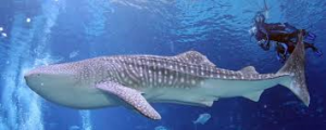 Military Connection: whale shark