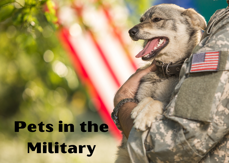 pets in the military